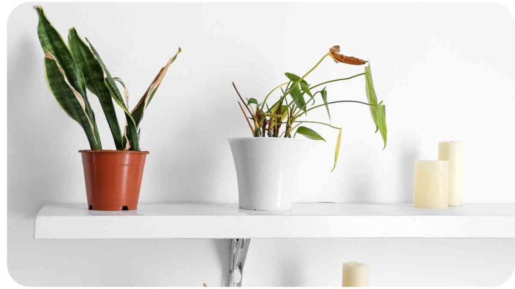 How to Revive Wilting Plants