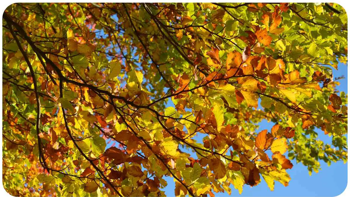 Finding the Cause of Early Leaf Drop in Deciduous Trees