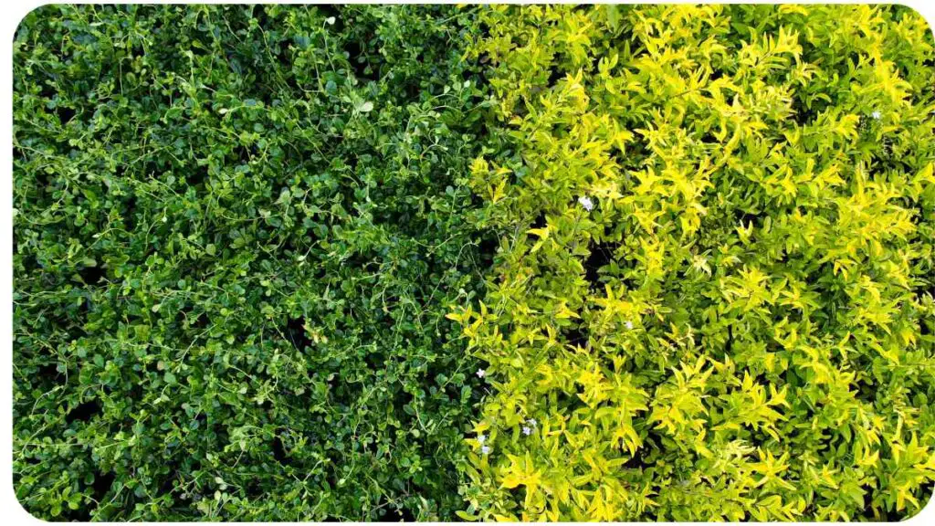 Solutions for Yellowing Perennial Leaves