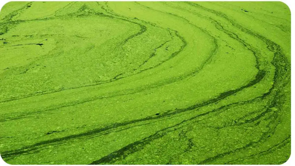 a close up of green algae on the surface of the water