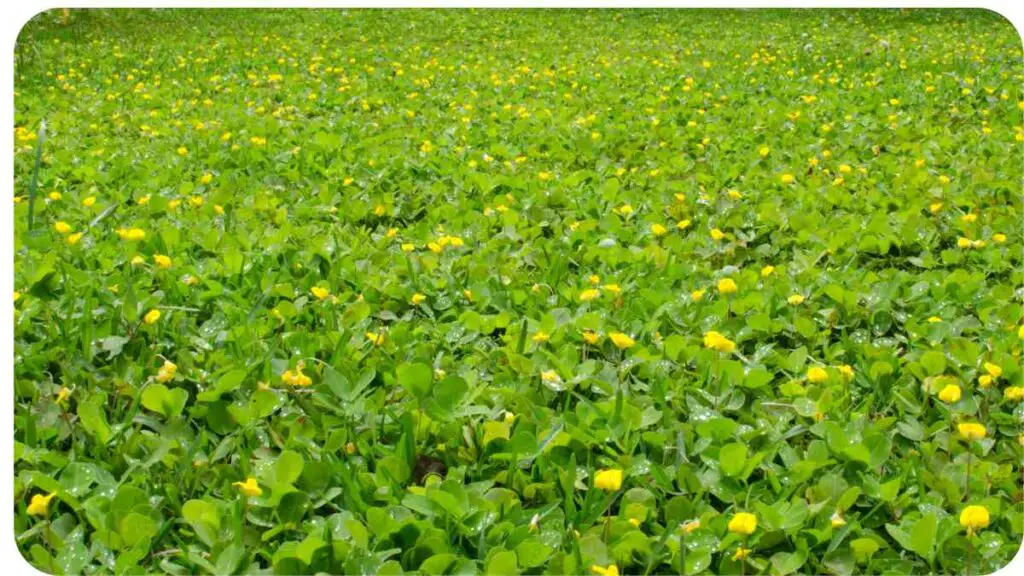 a field of yellow flowers in the middle of a green field