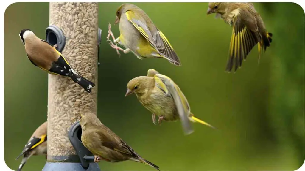 a group of birds eating from a bird feeder