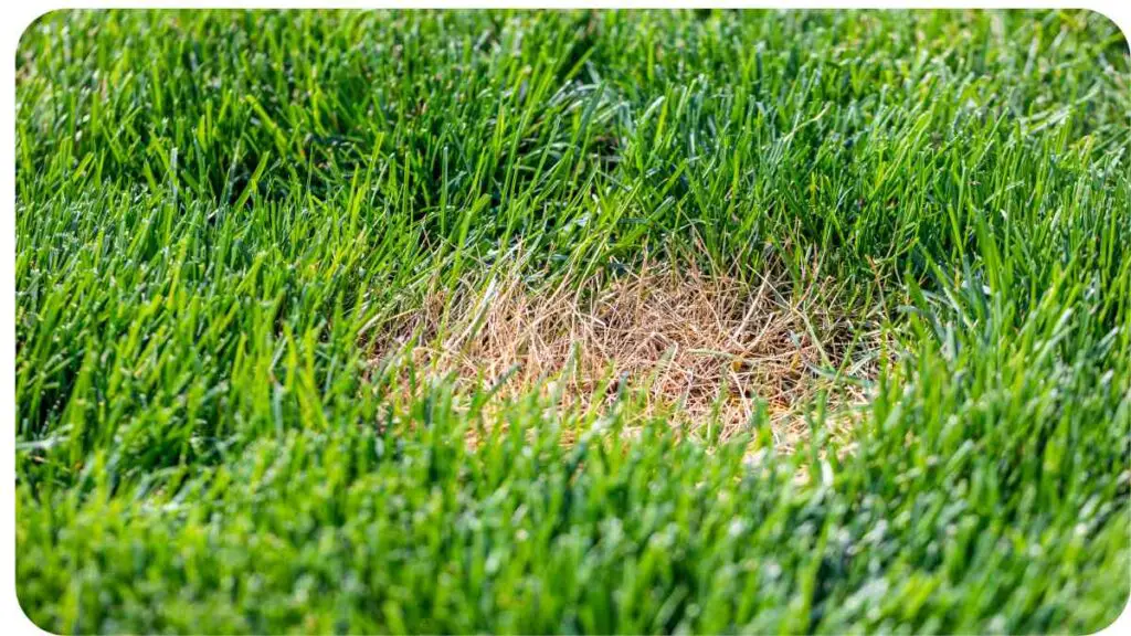 a patch of brown grass in the middle of a green field