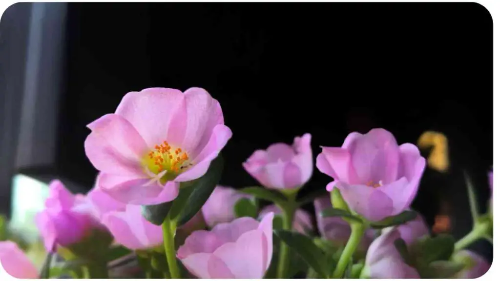 pink flowers are blooming in front of a window