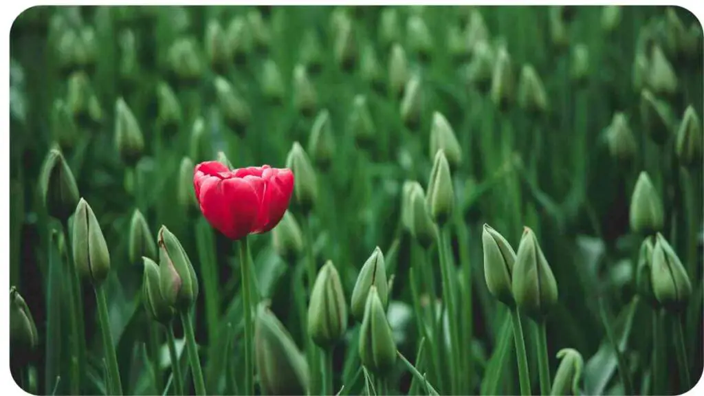 a single red tulip in a field of green grass