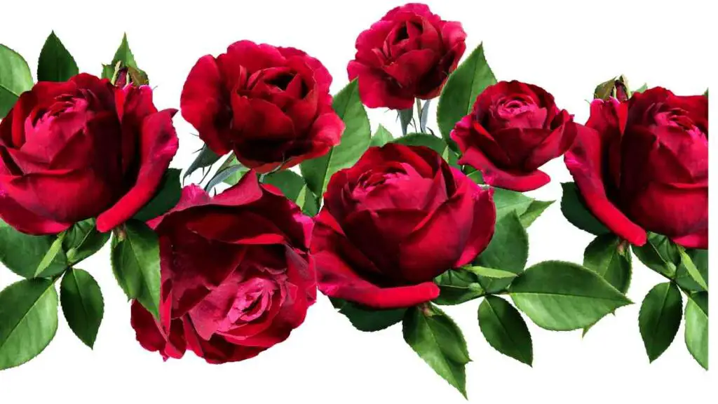 a group of red roses on a white background