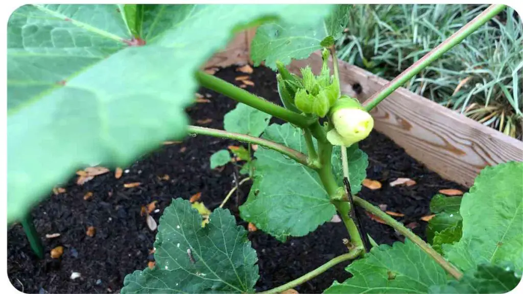 a close up of a zucchini plant in the garden