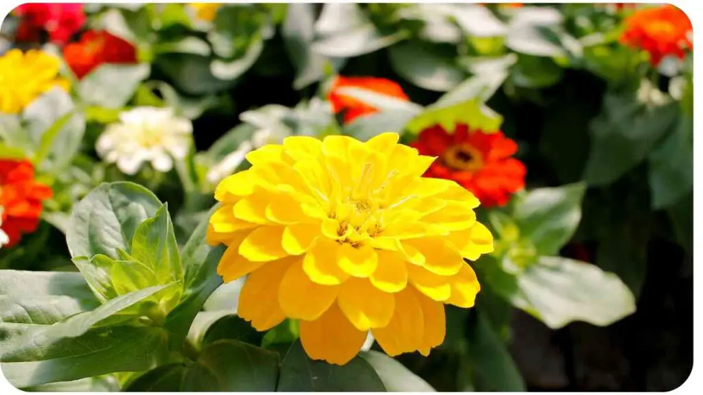 a large yellow and white flower with many red and white flowers