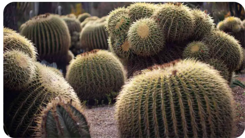 a group of cactus plants in a desert area