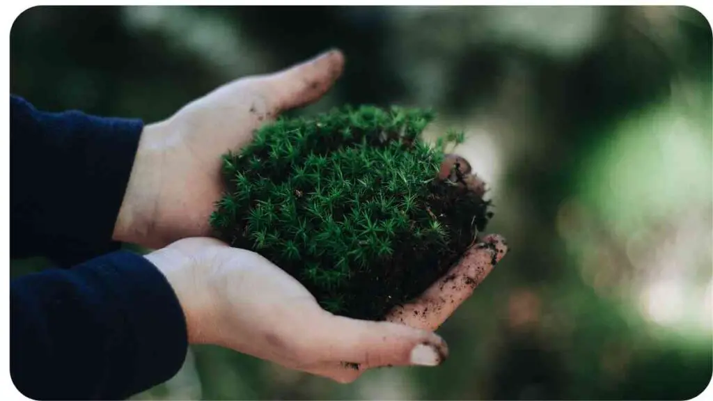 a person holding a small green plant in their hands