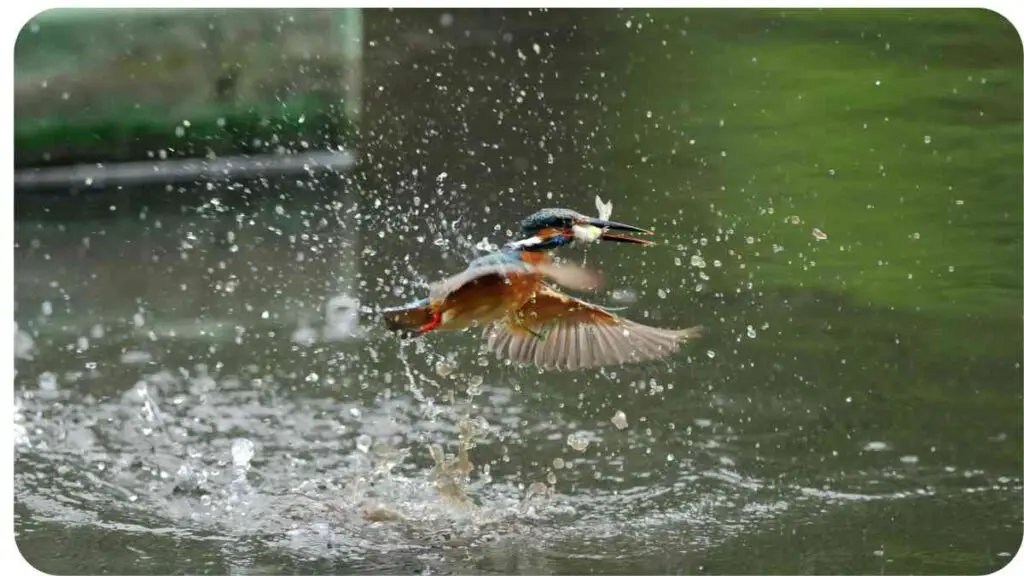 a kingfisher taking off from the water