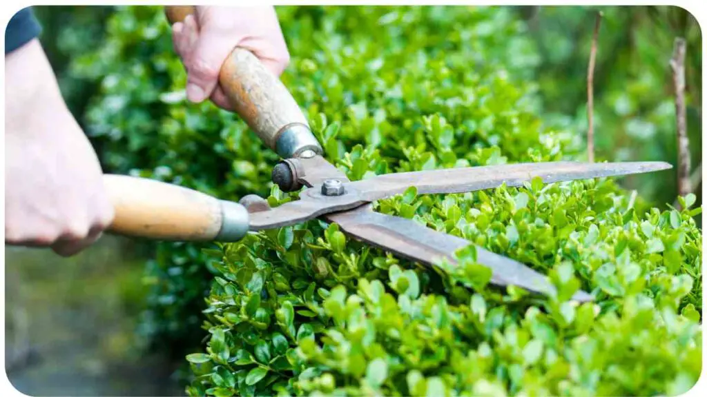 a person is cutting a hedge with a pair of scissors