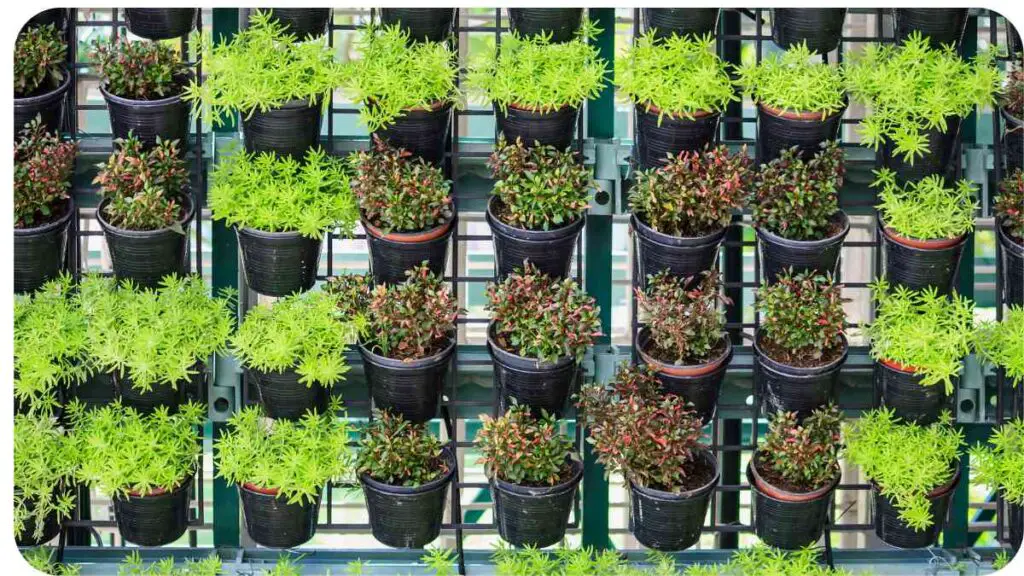 plants in pots are arranged in rows on a wall