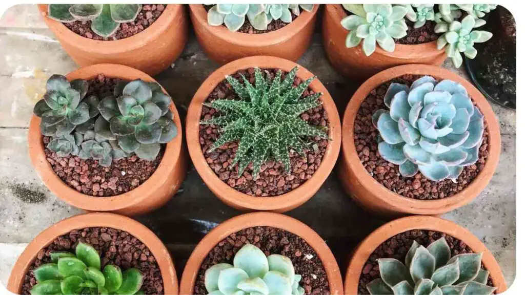 several different types of succulents in clay pots