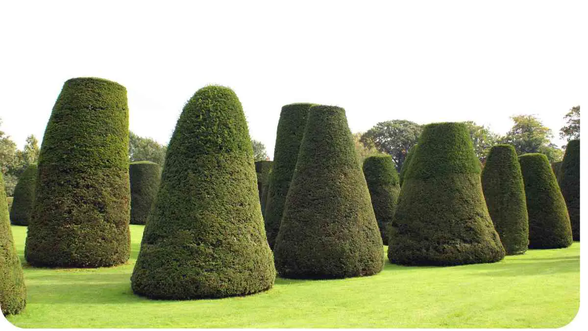 a group of topiary bushes in the middle of a grassy field