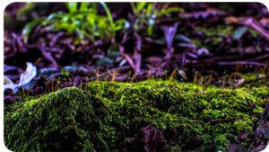 The Challenge of Moss Growth on Paths and How to Tackle It