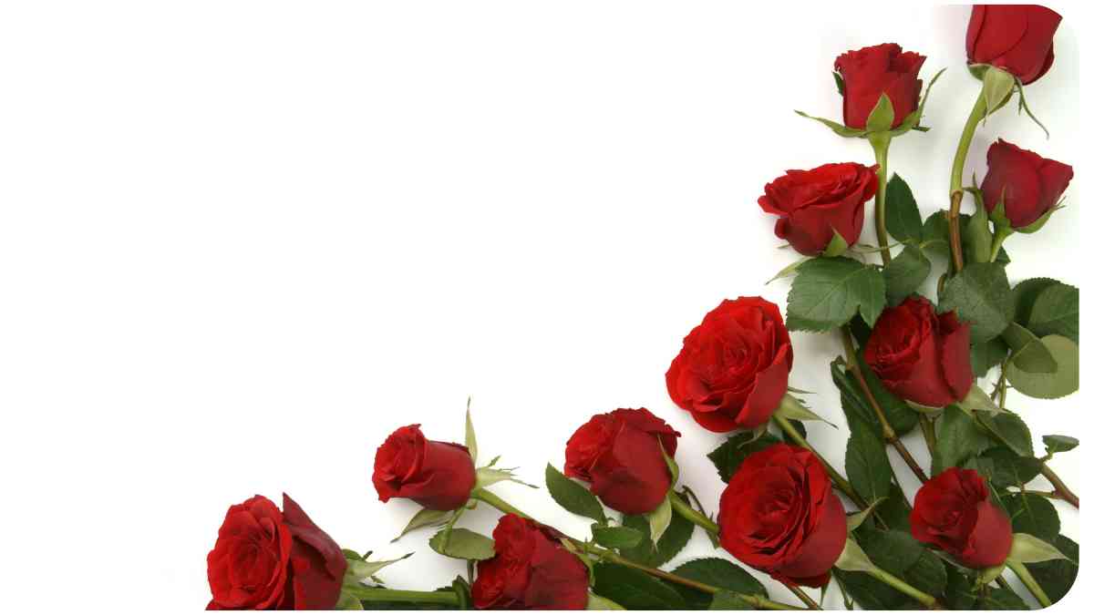 Treating Discolored Roses Diagnosing Common Diseases