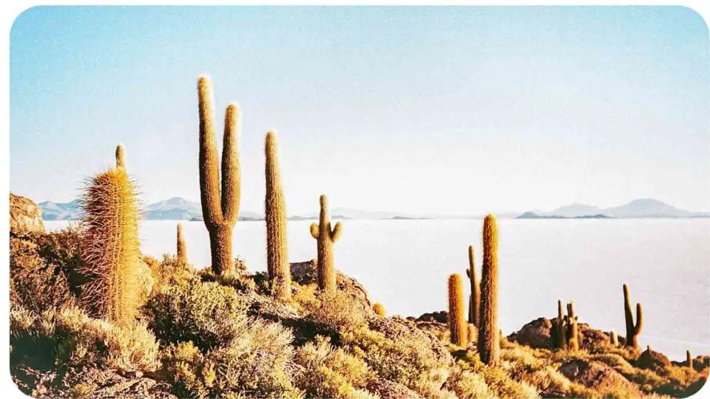 cactus in the desert of bolivia