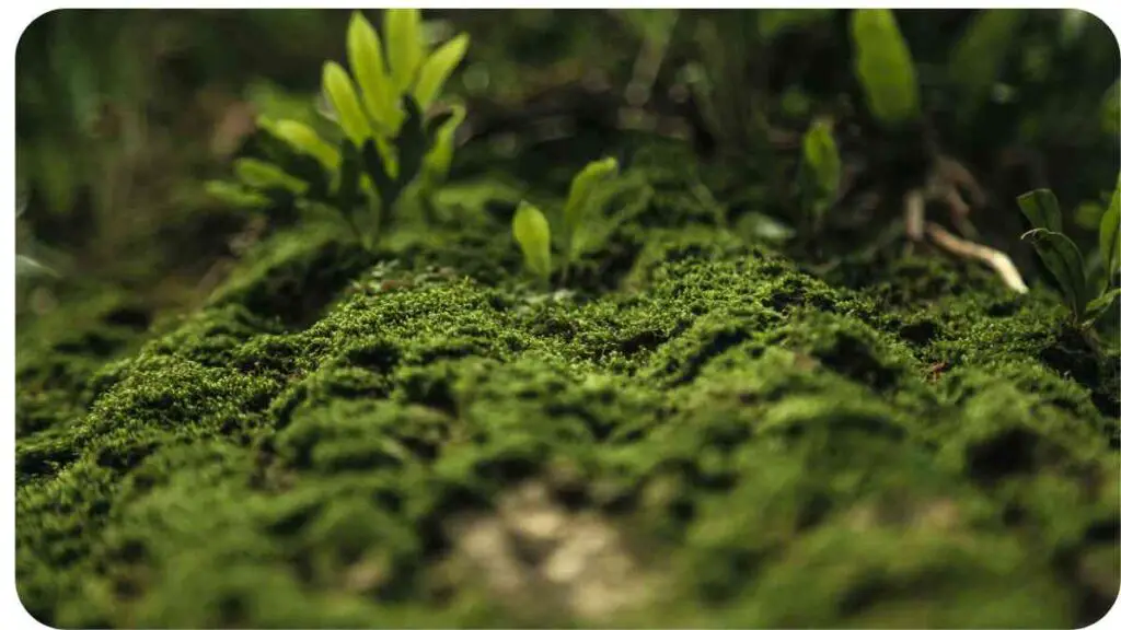 a close up view of green moss on the ground