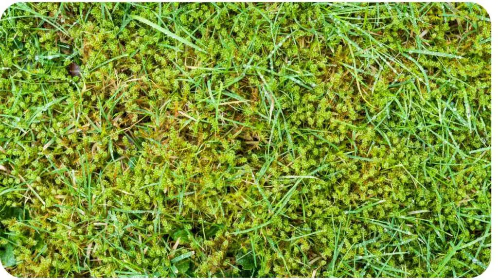 a close up view of the green grass on the ground