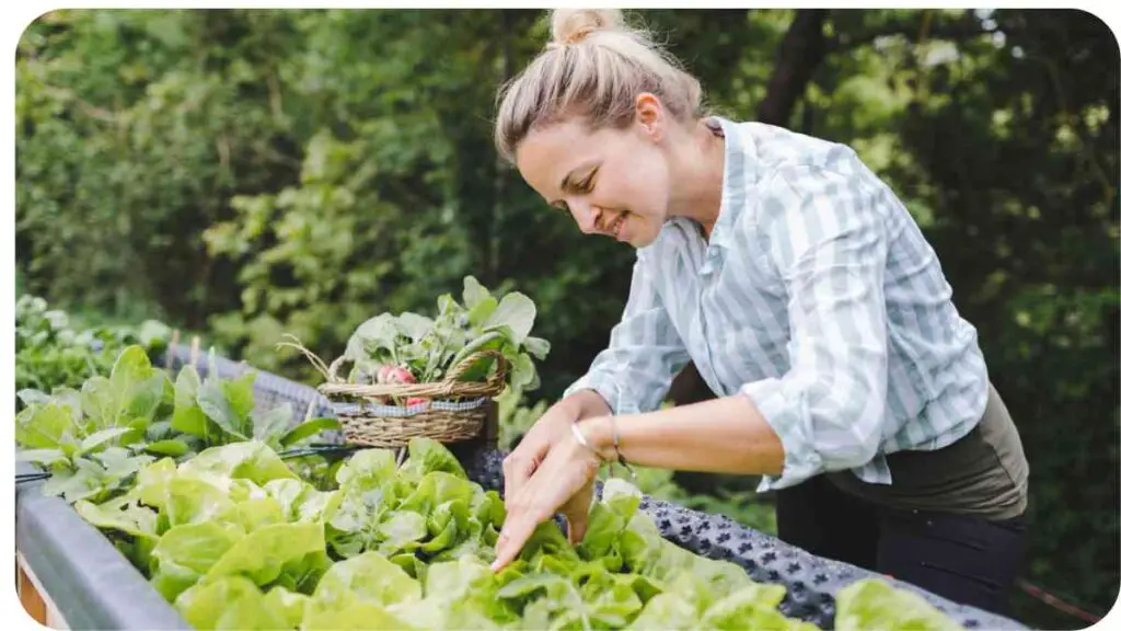 a person picking lettuce on a rooftop garden