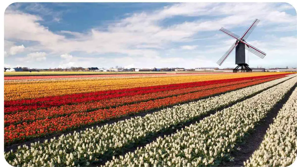 a windmill is in the middle of a field of tulips