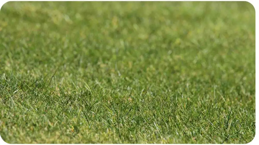 a close up view of the grass in the middle of the field