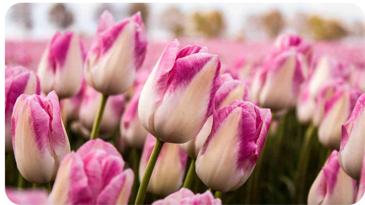 Why Are My Tulips Not Blooming? Delving into Dormancy Issues