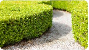 an image of two hedges side by side in a garden